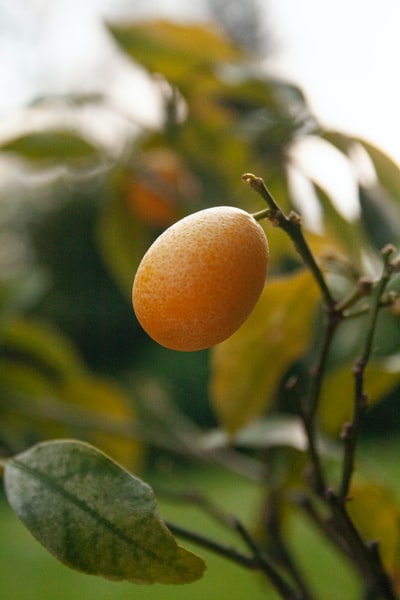 The green leaves on the orange fruit
